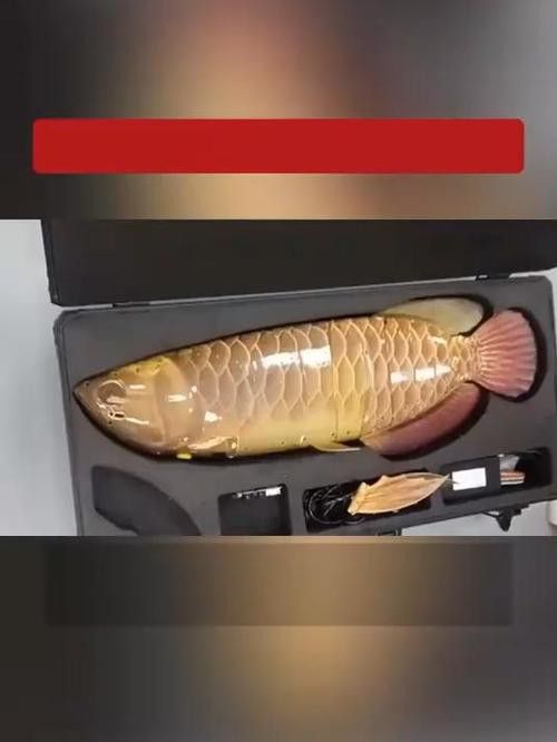金龍魚吉祥物小牛圖片大全