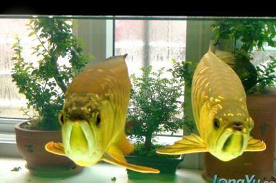 龍魚麻藥后多久能好（龍魚麻醉后的恢復時間）