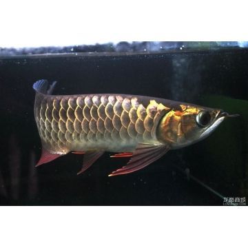 如何讓金龍魚擁有迷人的金屬光澤：為了讓金龍魚擁有迷人的金屬光澤