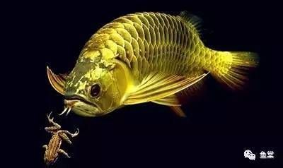 金龍魚不過(guò)背：金龍魚過(guò)背什么意思