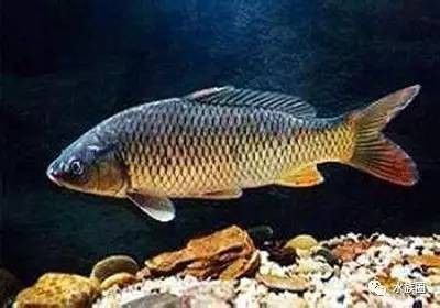 紅龍魚養殖場都有哪些