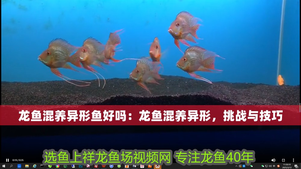 龍魚混養異形魚好嗎：龍魚混養異形，挑戰與技巧