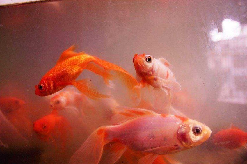 土霉素對(duì)魚(yú)鰓病最簡(jiǎn)單處理