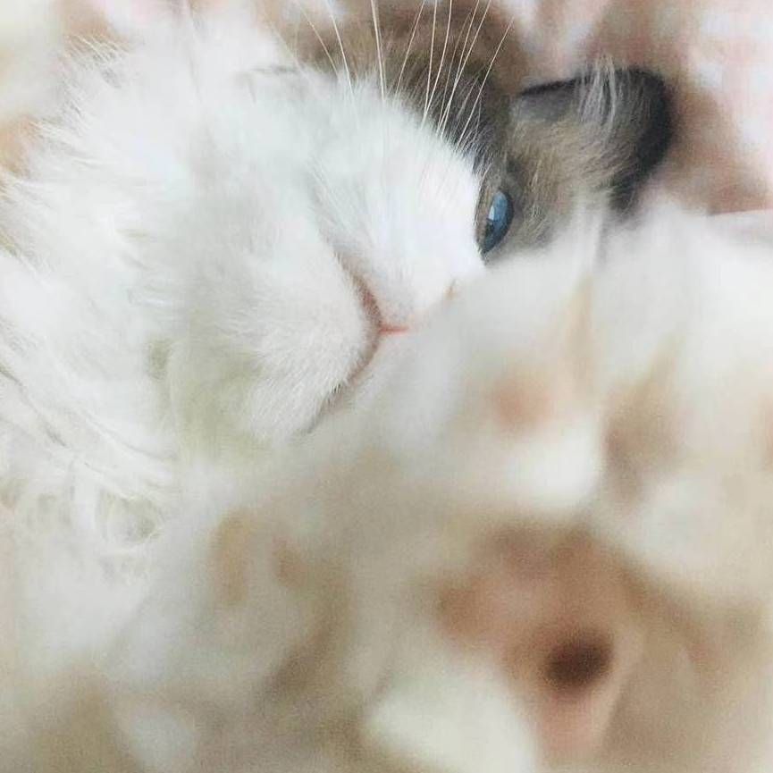 土霉素對(duì)魚(yú)鰓病最簡(jiǎn)單處理