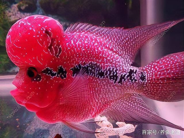 土霉素對(duì)魚(yú)鰓病最簡(jiǎn)單處理