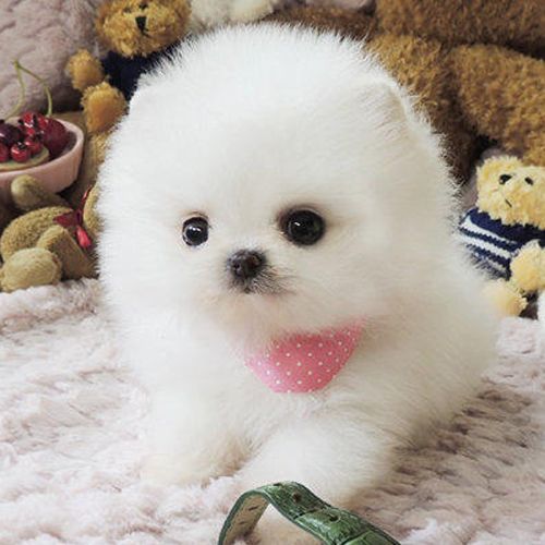 土霉素對(duì)魚(yú)鰓病最簡(jiǎn)單處理