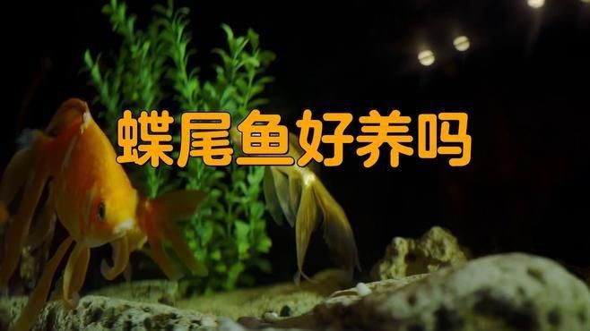 龍睛和蝶尾哪個好