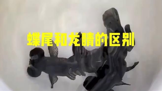 龍睛和蝶尾哪個好