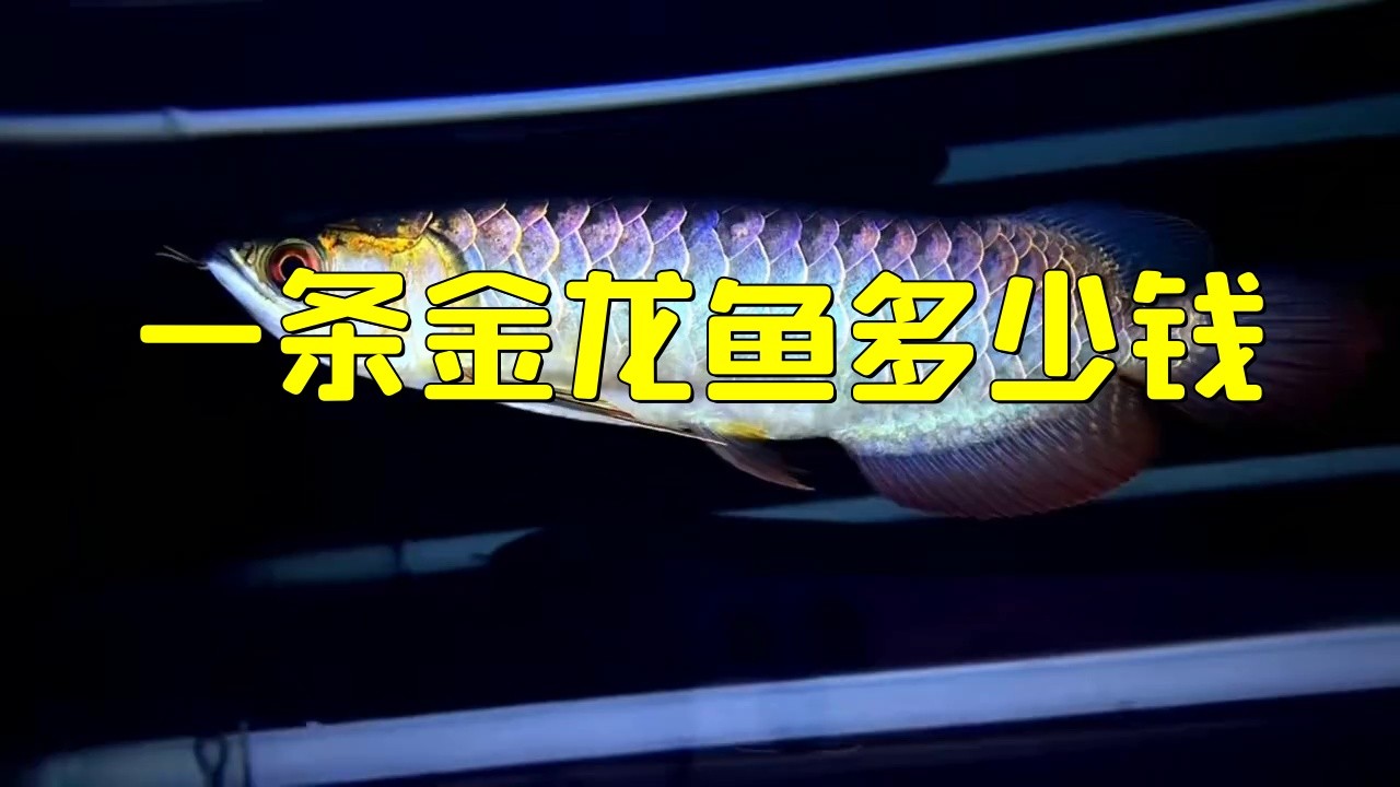 金龍魚不同品種的價格差異大嗎？