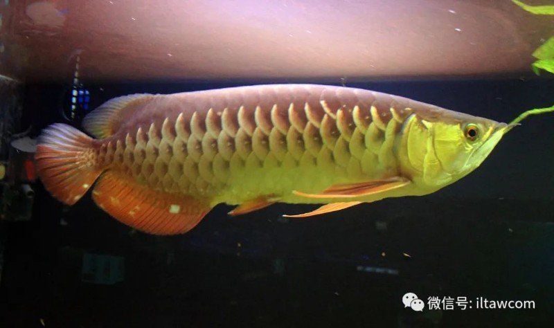 金龍魚學名叫什么名字
