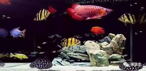 家里養龍魚好還是錦鯉好（龍魚與錦鯉混養攻略龍魚好養還是錦鯉好養百度貼吧）