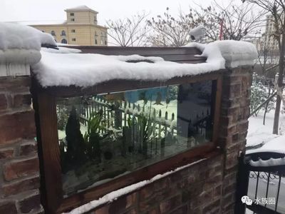 龍魚缸設置溫度（龍魚缸的水溫應該如何調整？）