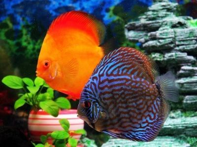 金龍魚能養(yǎng)多大【金龍魚的飼養(yǎng)方式】 金龍魚能養(yǎng)多大【金龍魚的飼養(yǎng)方式】 龍魚百科 第5張