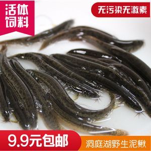 龍魚放生好嗎：龍魚對本地生態系統的具體影響，尋找龍魚新主人的有效途徑