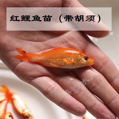 龍魚放生好嗎：龍魚對本地生態系統的具體影響，尋找龍魚新主人的有效途徑