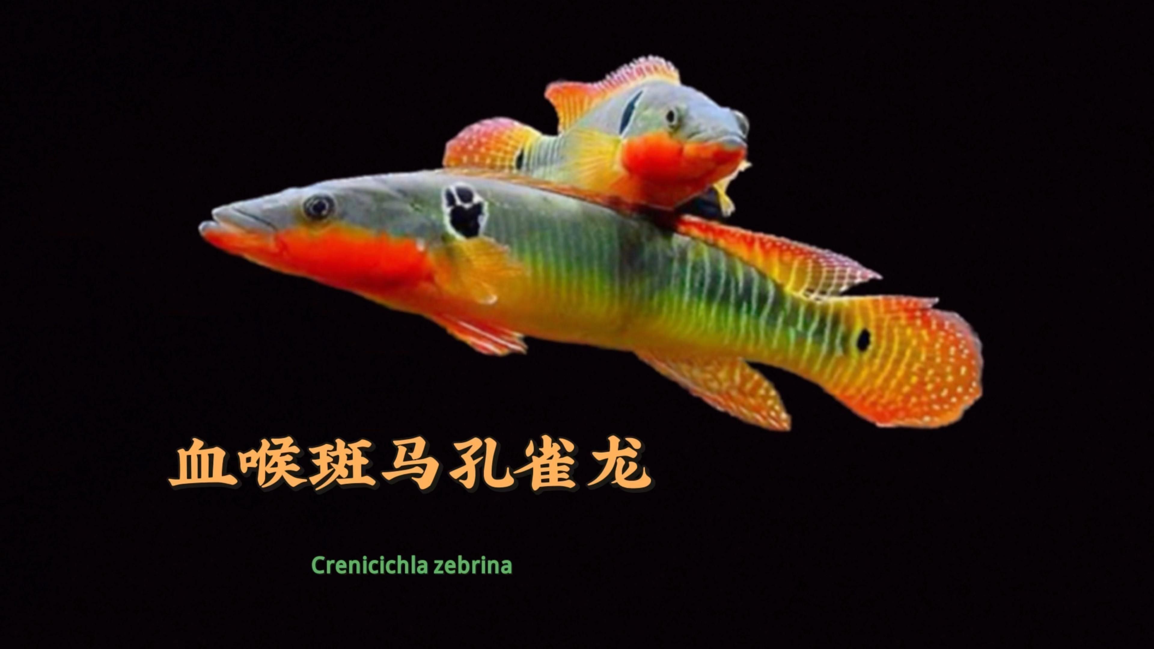 孔雀龍魚介紹