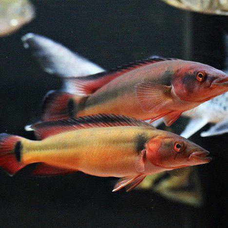 孔雀龍魚介紹