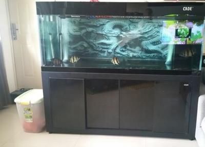 龍魚自己跳出魚缸死了咋回事：龍魚自己跳出魚缸后死亡的幾個原因