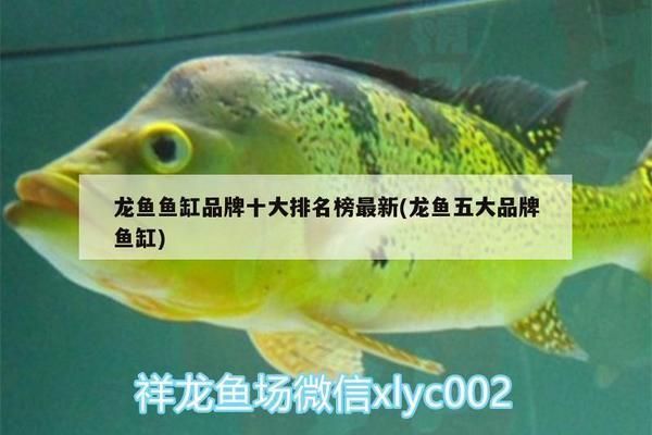 龍魚魚缸品牌十大排名榜：2024年龍魚魚缸品牌十大排名榜