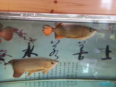 龍魚需要水溫多少度：龍魚的水溫需求與其種類、年齡和生長階段有關