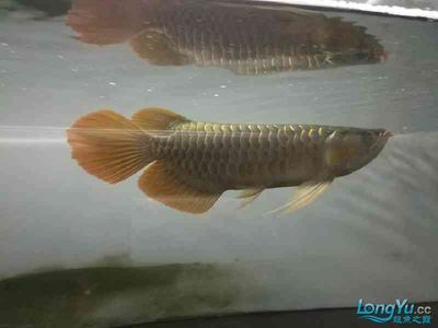 龍魚的飼養溫度和時間：龍魚的飼養條件及飼養方法