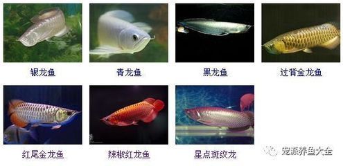 紅龍魚細菌感染怎么治：紅龍魚細菌感染怎么治療