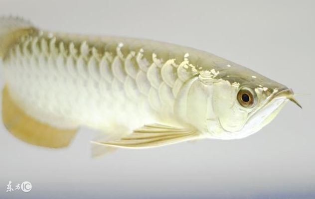 龍魚被咬了怎么處理方法：龍魚尾巴被別的魚咬了怎么辦