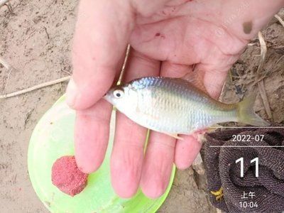 大鰭龍用什么魚餌：《最終幻想14》大鰭龍用什么魚餌