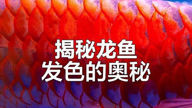 有哪些方法可以促進高背紅龍魚發色？