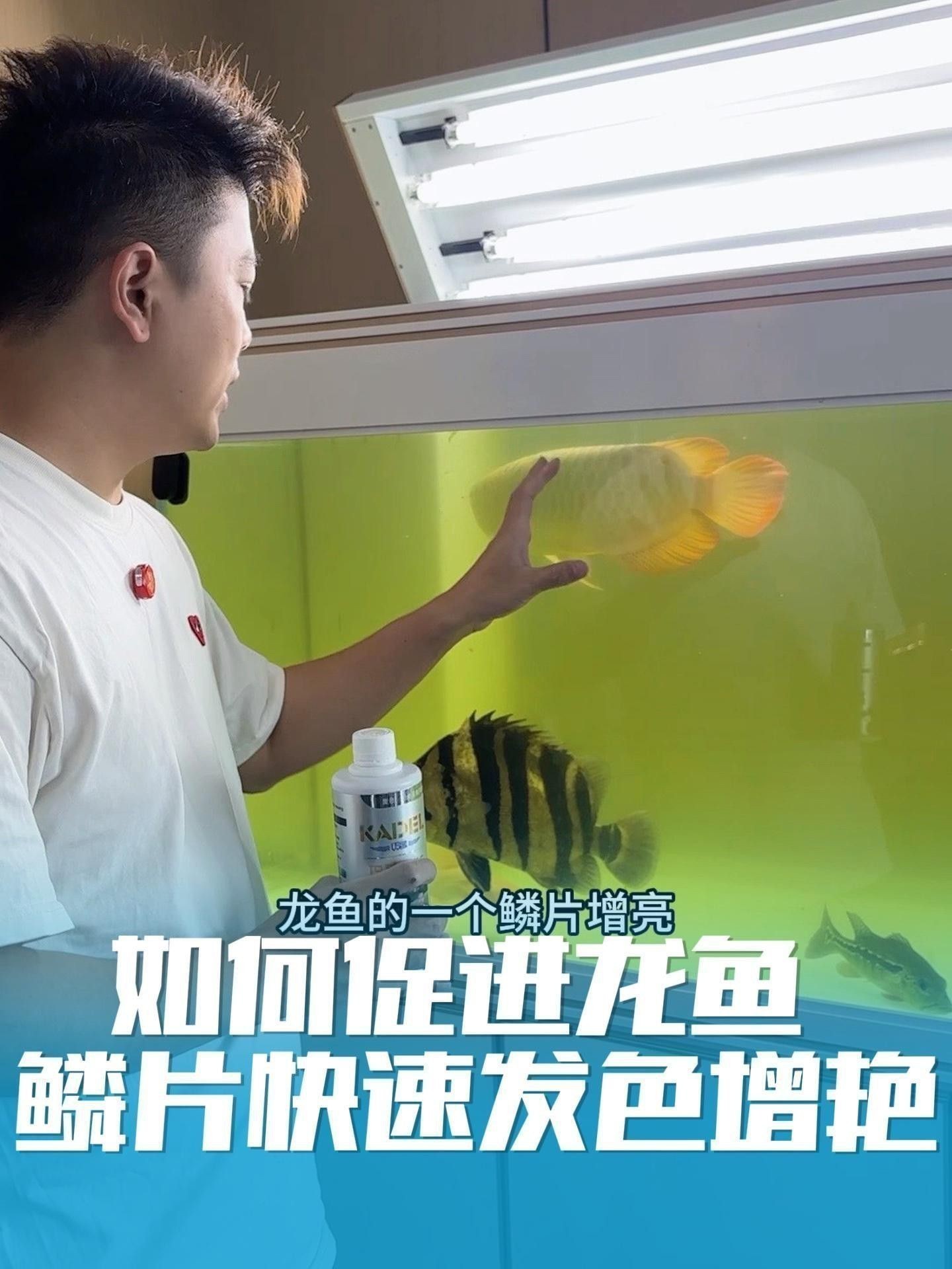 有哪些方法可以促進高背紅龍魚發色？