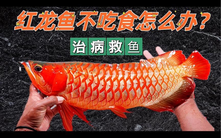 如何判斷紅龍魚拒食的原因？