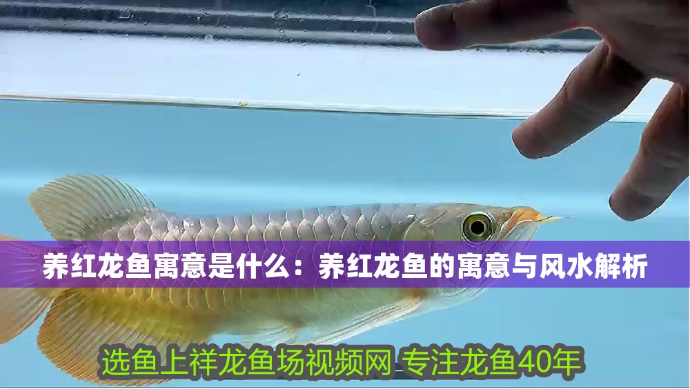 養(yǎng)紅龍魚寓意是什么：養(yǎng)紅龍魚的寓意與風(fēng)水解析