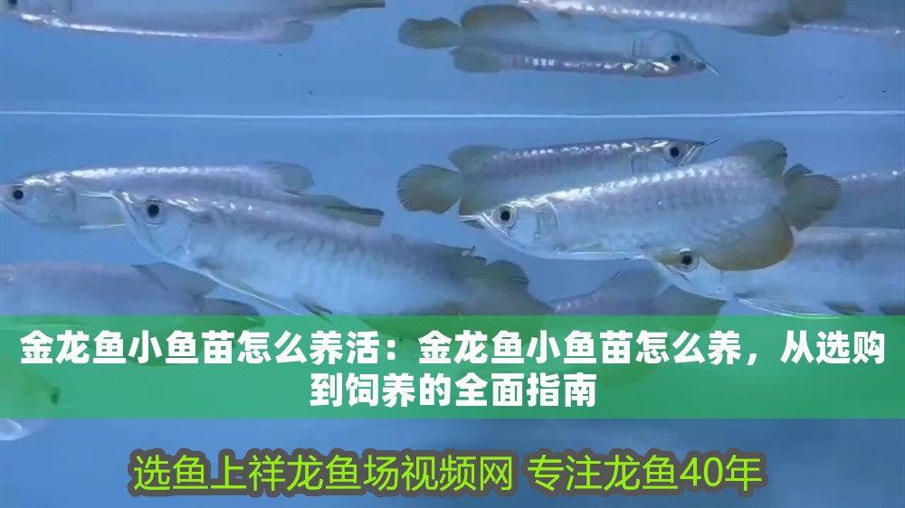 金龍魚小魚苗怎么養活：金龍魚小魚苗怎么養，從選購到飼養的全面指南