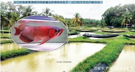 龍魚繁殖場：幾家知名的龍魚繁殖場