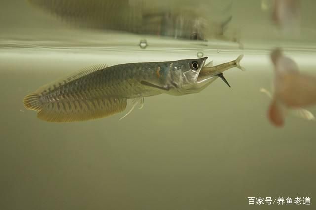 銀龍魚苗成長階段投喂技巧：銀龍魚苗在不同成長階段的投喂技巧