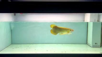 龍魚蹭缸甩頭的原因及處理方法（龍魚蹭缸甩頭怎么辦）
