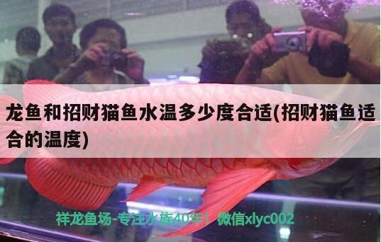 龍魚和招財(cái)貓魚水溫多少度合適（龍魚和招財(cái)貓魚冬季養(yǎng)護(hù)技巧，龍魚和招財(cái)貓魚的適宜水溫信息）