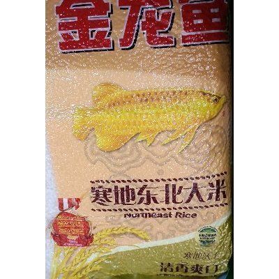 金龍魚眼睛上長白泡：金龍魚眼睛上長白泡怎么辦