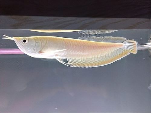 龍魚反垢期需要喂食嗎？