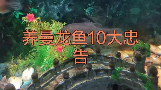 曼龍魚需要什么水質養