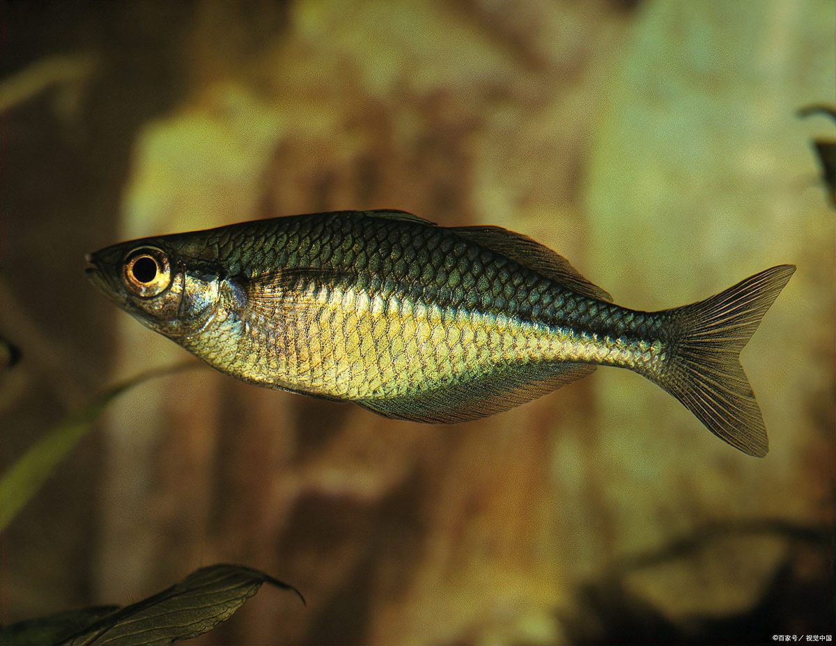 曼龍魚需要什么水質養