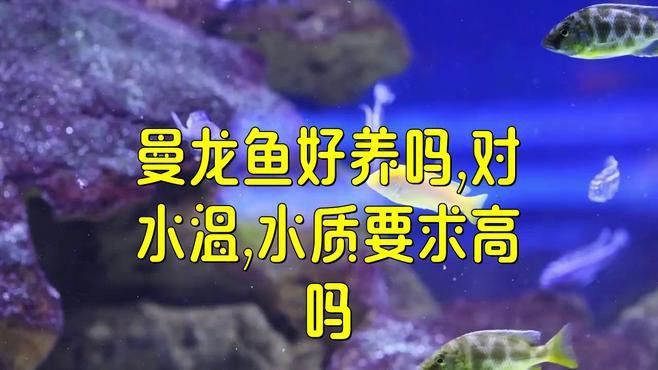 曼龍魚需要什么水質養