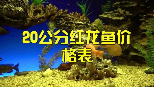 紅龍魚的價格未來走勢