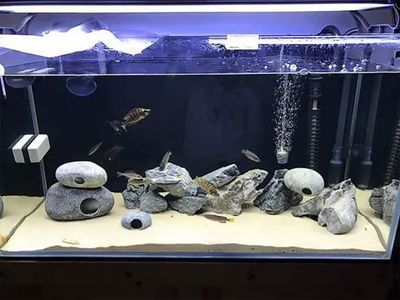 龍魚缸中層魚有哪些：如何選擇龍魚缸中層魚？