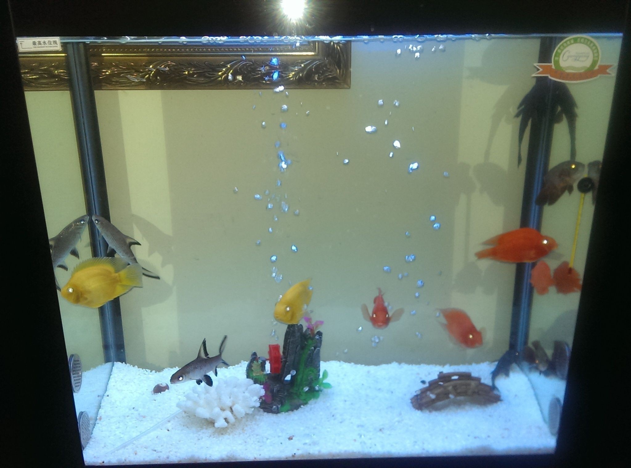 龍魚缸中層魚有哪些：如何選擇龍魚缸中層魚？