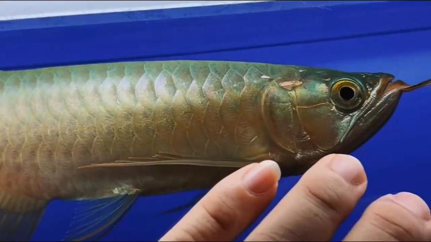 紅龍魚種類排名圖片欣賞