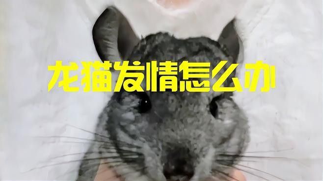 龍貓發情期咬人怎么辦？
