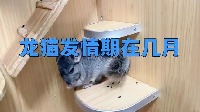 龍貓發情期咬人怎么辦？