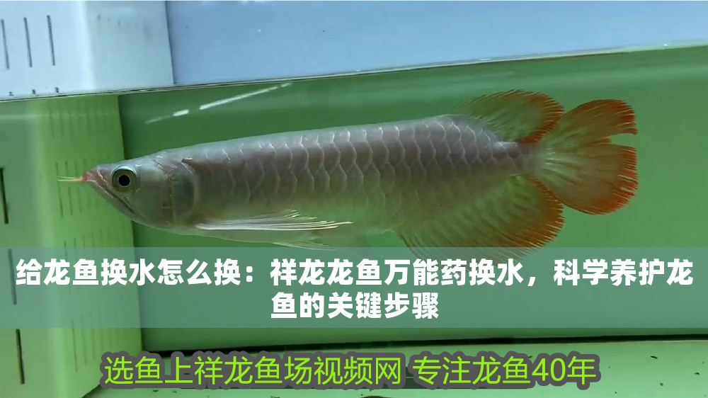 給龍魚換水怎么換：祥龍龍魚萬能藥換水，科學養(yǎng)護龍魚的關鍵步驟