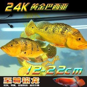 龍魚燒尾治療方法有哪些呢
